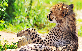 Animals, Grass, Cheetah, Spotted, Spotty, Blur, Smooth HD wallpaper