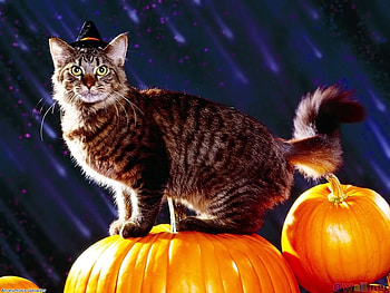 Halloween is here!!!!, animal, kitten, halloween, pumpkin, cat, witch HD wallpaper