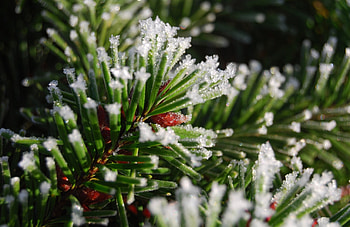 Nature, Snow, Branch, Fir, Spruce HD wallpaper