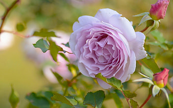 Flowers, Flower, Rose Flower, Rose, Petals, Bud, Branch HD wallpaper