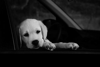 WAITING ..., dog, puppy, graphy, animals, bw, cute HD wallpaper