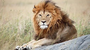 Serengeti National Park, Ona Safari, Explore, African HD wallpaper