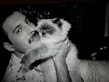 UNFORGETTABLE..FREDDY MERCURY, pop, queen, rock, freddy mercury HD wallpaper