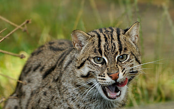 Animals, Predator, Wild Cat, Wildcat, Fishing Cat, Fish Cat HD wallpaper