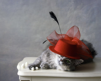 Elegancy, pisica, elegant, animal, red, cute, cat, funny, hat HD wallpaper