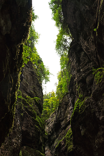 Nature, Trees, Mountains, Rocks, Gorge HD phone wallpaper