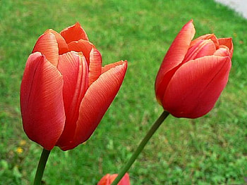 Red Tulips, , tulips, red, flower HD wallpaper
