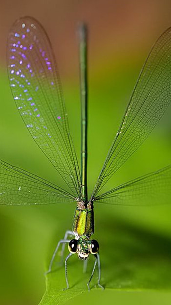 Dragonfly, Beautiful, Insect HD phone wallpaper
