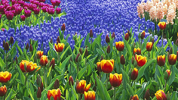 tulip-field, blue, white, color, grass, tulips, violet, green, yellow, red, nature, flowers HD wallpaper