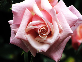 Nice rose, rose, nature, 3d, flower HD wallpaper