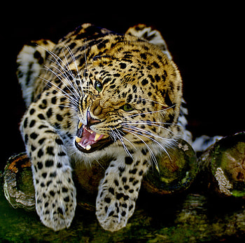 SNARRRRL, animal, leopard, cat, feline, wild, pattern HD wallpaper