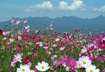 Spring flowers, cosmos, sky, flowers, spring HD wallpaper