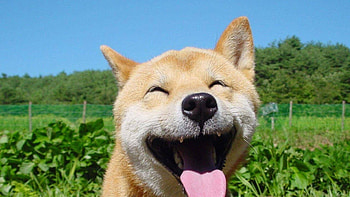 Shibe Doge - Animal (2413) ilikewalls. HD wallpaper