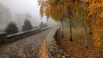 Autumn city, City, Foliage, Autumn, Street, Leaves HD wallpaper