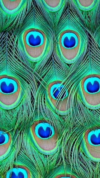 Peacock Feather, Peacock, Wings HD phone wallpaper
