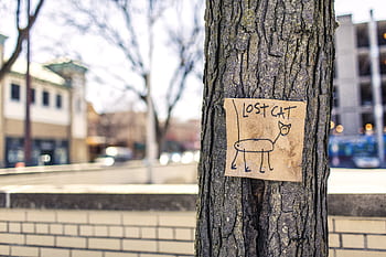 A handmade lost cat sign tacked to a tree on a city street with blurred buildings in the background. HD wallpaper