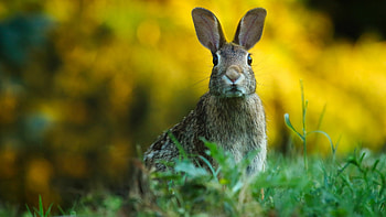 Bunny's World, grass, meadow, nature, cute, ears, rodent HD wallpaper