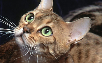 Cat, kitten, sweet, kitty, cats, cute, beautiful, paws, beauty, cat face, pretty, animals, face, lovely, hat HD wallpaper