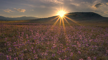 Nature, Flowers, Sunset, Sun, Shine, Light, Rays, Beams, Field, Evening HD wallpaper