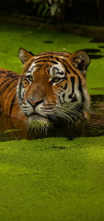 Animal, tiger HD phone wallpaper