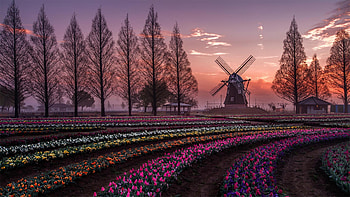 Garden, , Windmill, Building, Flower, Tulip HD wallpaper