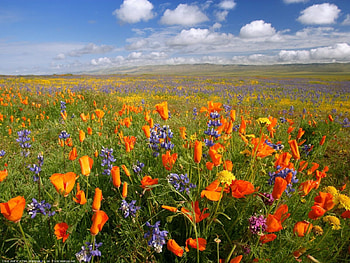Plants, Landscape, Flowers, Fields, Poppies HD wallpaper