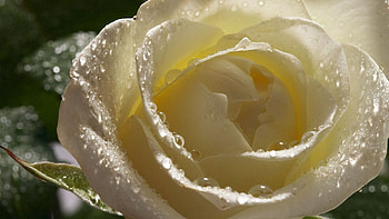 Drops, Macro, Petals, White Rose HD wallpaper