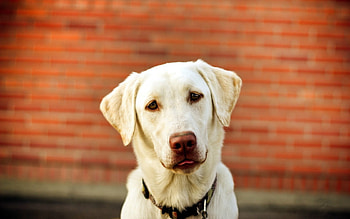 Dog, doh, labrador, happy, wall HD wallpaper
