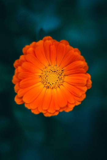 Flowers, Flower, Macro, Petals, Calendula HD phone wallpaper