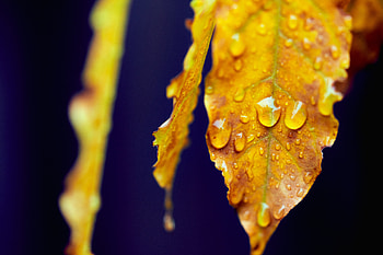 Water, Drops, Macro, Sheet, Leaf HD wallpaper