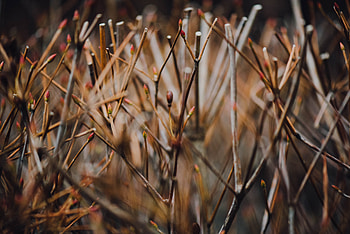 Nature, Grass, Blur, Smooth, Branches HD wallpaper