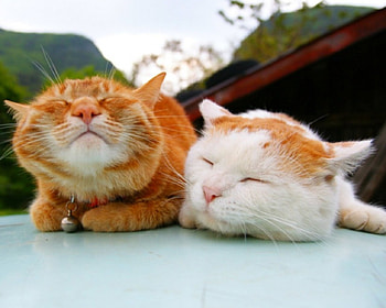 Cute cats, cute, cat, pet, animals HD wallpaper