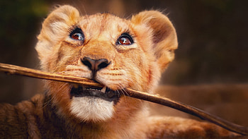 Lion With Stick In Mouth , lion, animals HD wallpaper