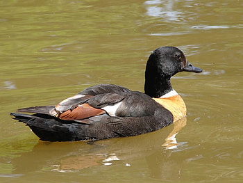 Duck, animals, water, lake, cute animals HD wallpaper