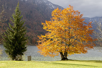 Nature, Trees, Grass, Mountains, Lake HD wallpaper