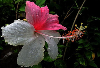 Welcome Shower, pink, white, leaves, pretty, petals, staman, hibiscus, droplets HD wallpaper