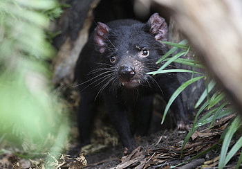 Tasmanian Devil reintroduction, Mainland Australia's Devil population, Ancient Tasmanian species, Wildlife conservation HD wallpaper