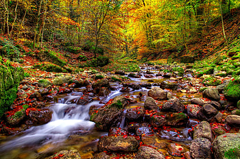 Creek in autumn forest, forest, foliage, creek, fall, brook, beautiful, stones, serenity, leaves, autumn, trees, stream HD wallpaper