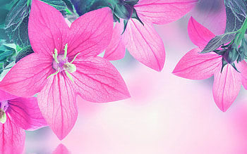 Flowers, summer, pink, flower, card, vara HD wallpaper