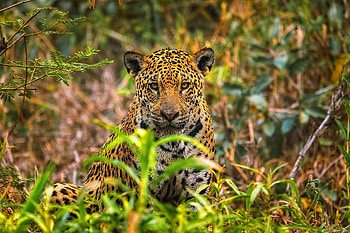 Jaguar, animal, paw, spots HD wallpaper