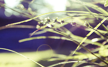 Grass, Macro, Green Blur HD wallpaper