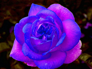 rose, nature, 3d, flower HD wallpaper