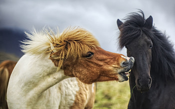 Animals, Horses, Couple, Pair, Mane HD wallpaper