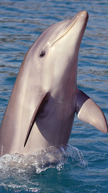 Dolphin, Cute Dolphin, Cute Fish HD phone wallpaper