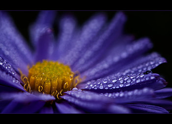 Droplets, purple, rain, daisy, flower, drops, nature HD wallpaper