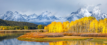 Grand Teton National Park, Aspen Tree HD wallpaper