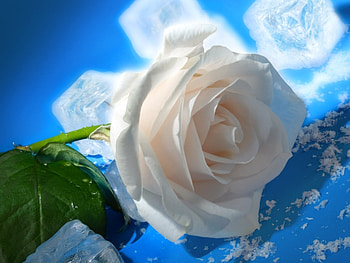 Plants, Flowers, Roses, Ice HD wallpaper