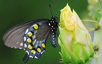 Flower, Macro, Sit, Spotted, Spotty, Butterfly HD wallpaper