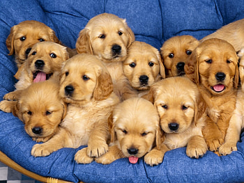 Animals, Dogs HD wallpaper
