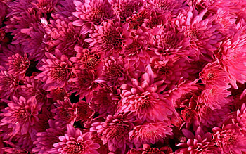 Flowers, Chrysanthemum, Raspberry, Bright, Buds, Crimson HD wallpaper